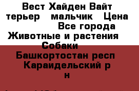 Вест Хайден Вайт терьер - мальчик › Цена ­ 35 000 - Все города Животные и растения » Собаки   . Башкортостан респ.,Караидельский р-н